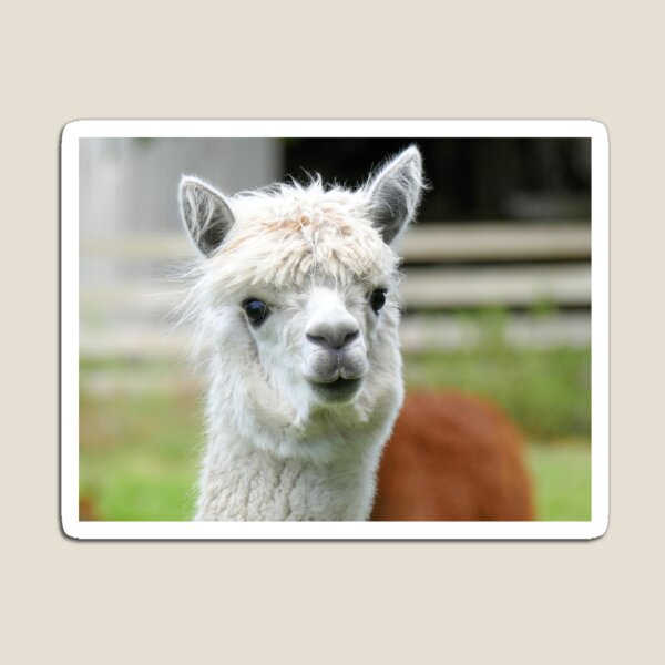 A Soft Kiss Please - Alpaca - NZ Magnet