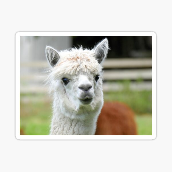 A Soft Kiss Please - Alpaca - NZ Sticker