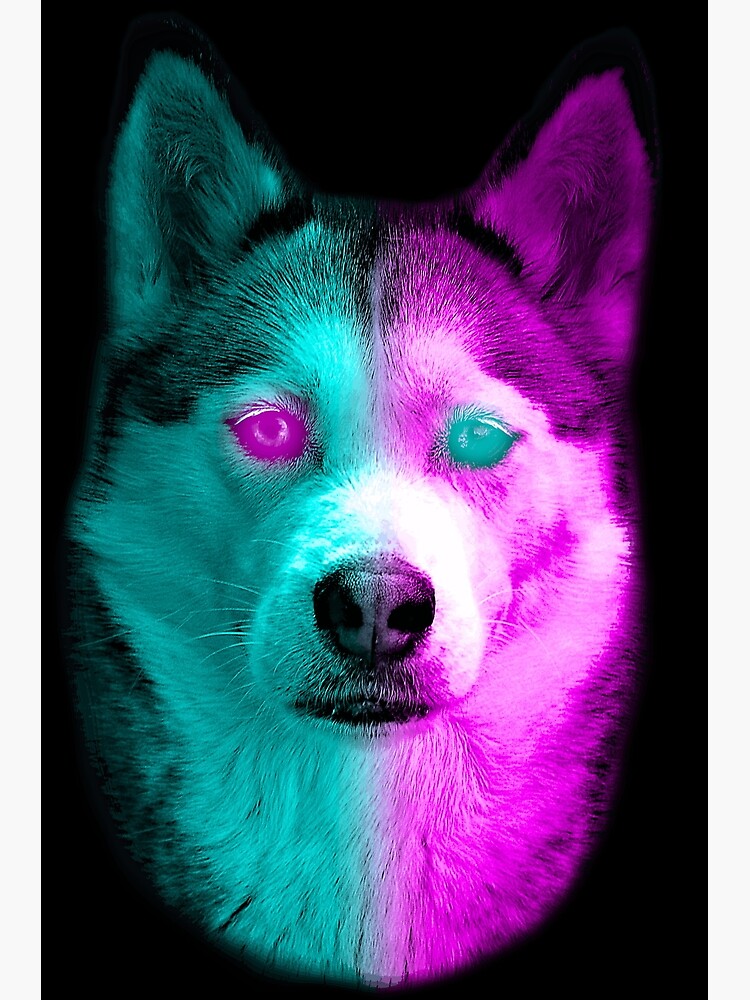 Neon Husky With Neon Colored Eyes And Dyed Fur I Love Dogs