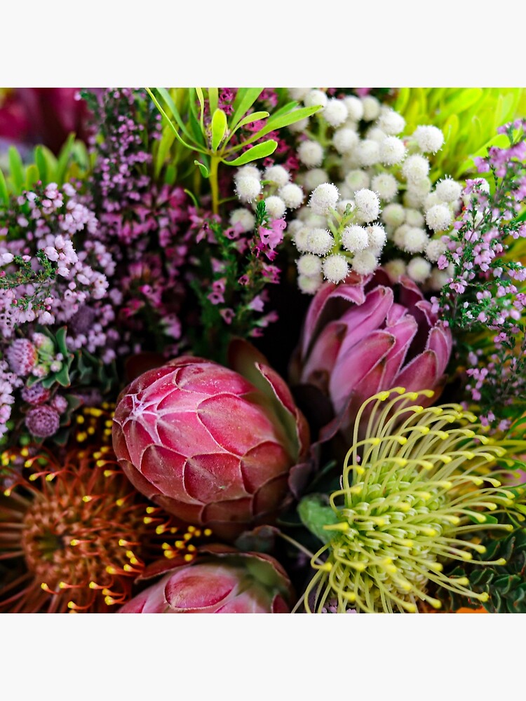 Closed Protea in a bouquet from South Africa (Southern Africa) by MargueriteFaure
