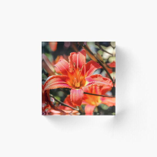 Aperçu de l'œuvre Beautiful blooming tender gorgeous blooming Lily flower and stamen in the sunshine, flower bed of the garden. créée et vendue par FENIO.
