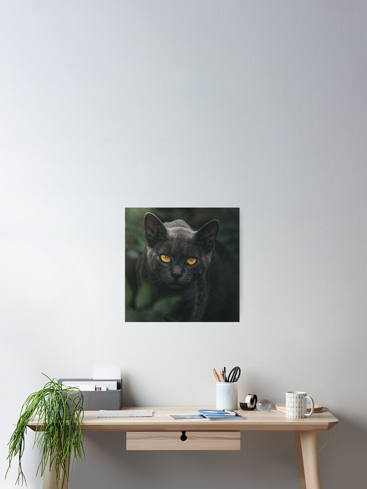 Thumbnail 2 of 3, Poster, Pretty Kitty designed and sold by NatashaE.