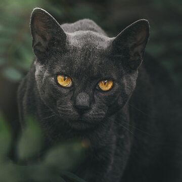 Artwork thumbnail, Pretty Kitty by NatashaE