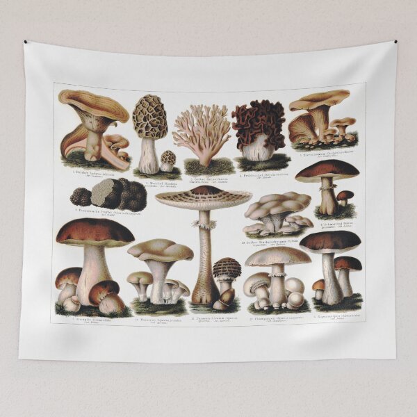 Item preview, Pilze i - Retro Mushroom Poster, Autumn Shrooms Chart, Vintage Nature Fungi Compilation (solid background) designed and sold by Larkwort.