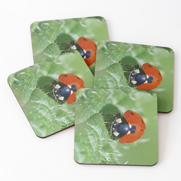 Item preview, the Star :(4) coccinelle-ladybug by Olao-Olavia / Okaio Créations 2015 by fz 1000  400.000 photos  framings different picture on request on each support designed and sold by o.okaïo.