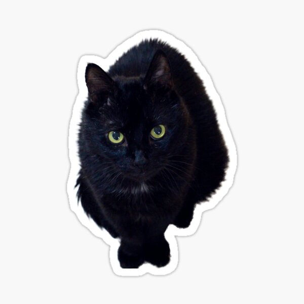 Magic Black Cat Dennis Sticker