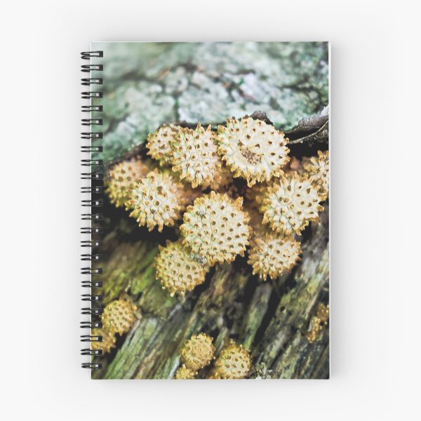 Item preview, Spikey Mushroom  designed and sold by ADM  Photography.