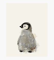 little penguin Photographic Print