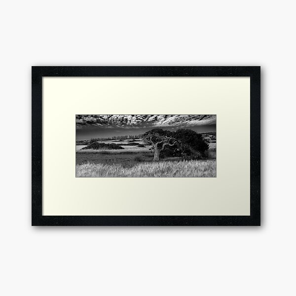 Windswept tree - Cyprus Framed Art Print