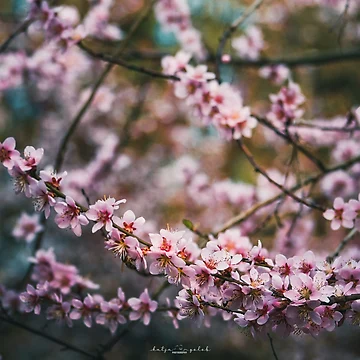 Artwork thumbnail, Spring by Katja Golob