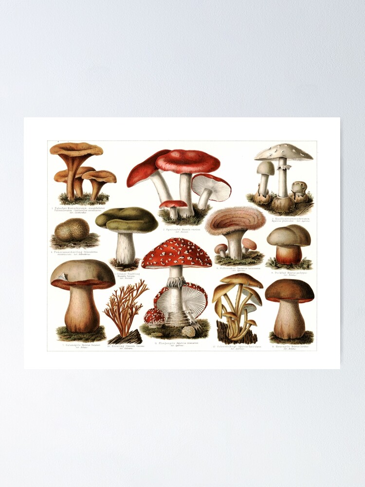 Pilze ii - Retro Mushroom Chart, Autumn Shrooms Poster, Vintage Nature Fungi  Compilation (solid background)