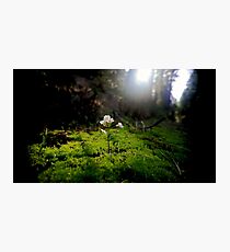Sequoia Photographic Print