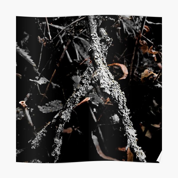 Wish Bone Twig Poster