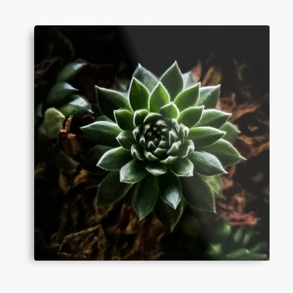 Succulent Delight Metal Print