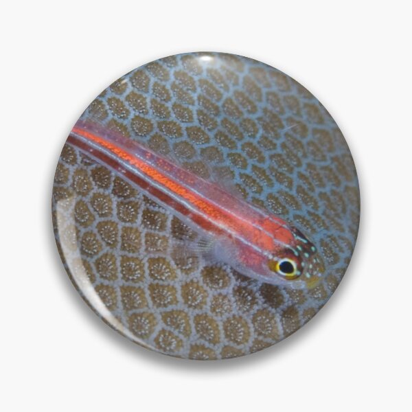 Artikelvorschau, Striped Triplefin entworfen und verkauft von Mark Rosenstein.