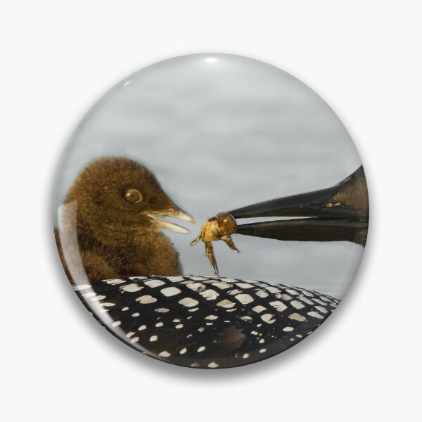 Item preview, Common Loon And Chick designed and sold by Loon-Images.