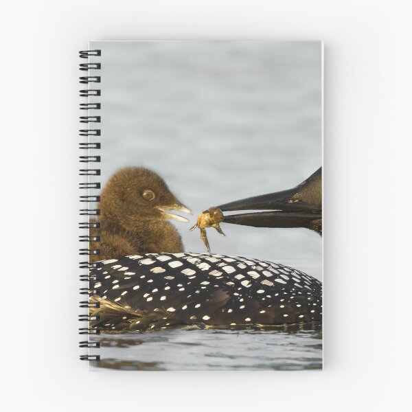 Item preview, Common Loon And Chick designed and sold by Loon-Images.