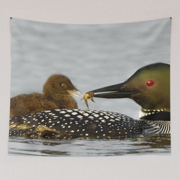 Item preview, Common Loon And Chick designed and sold by Loon-Images.