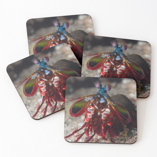 Item preview, Peacock Mantis Shrimp designed and sold by Mark Rosenstein.