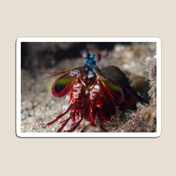 Peacock Mantis Shrimp Magnet