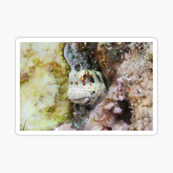 Freckled-faced Blenny Sticker