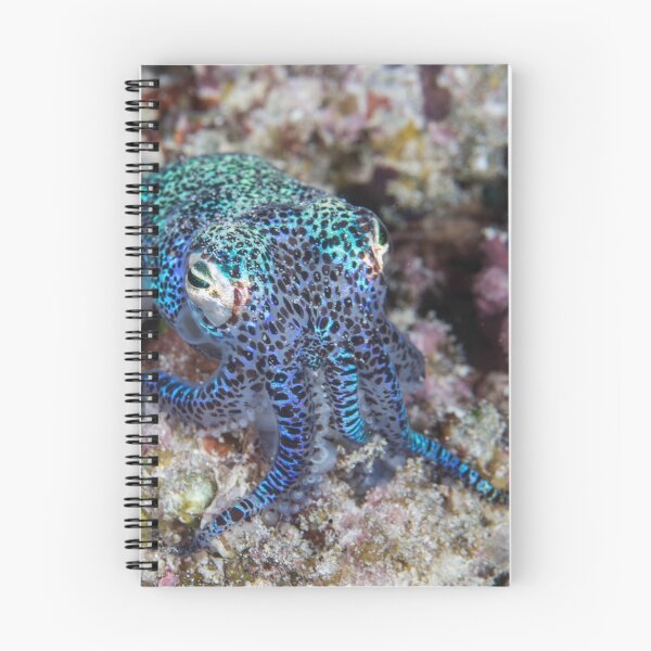 Item preview, Bobtail Squid designed and sold by Mark Rosenstein.