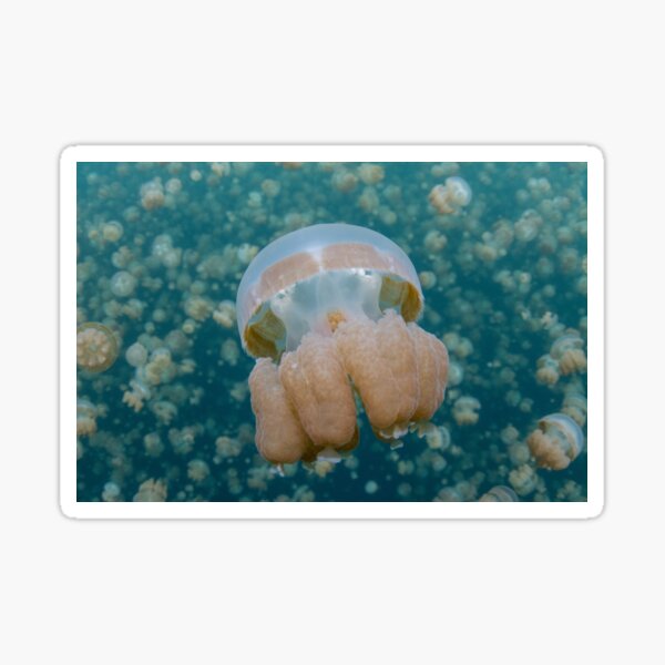 Jellyfish Lake Sticker
