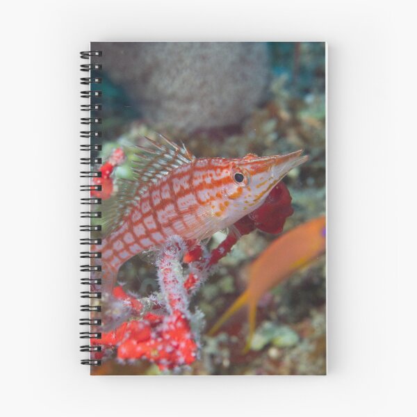 Item preview, Hawkfish in Plaid designed and sold by Mark Rosenstein.