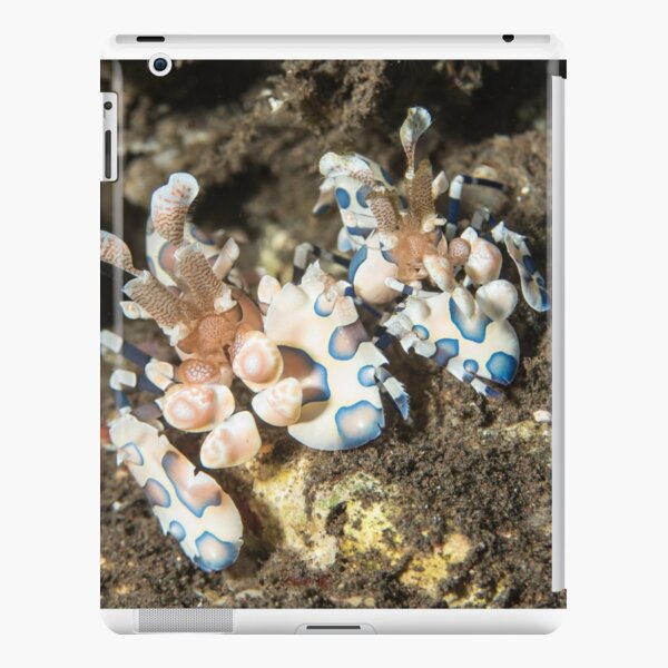 Harlequin Shrimp Pair iPad Snap Case
