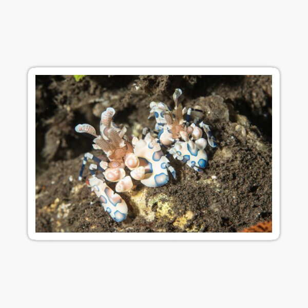 Harlequin Shrimp Pair Sticker