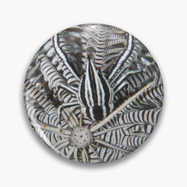 Item preview, Elegant Crinoid Squat Lobster designed and sold by Mark Rosenstein.