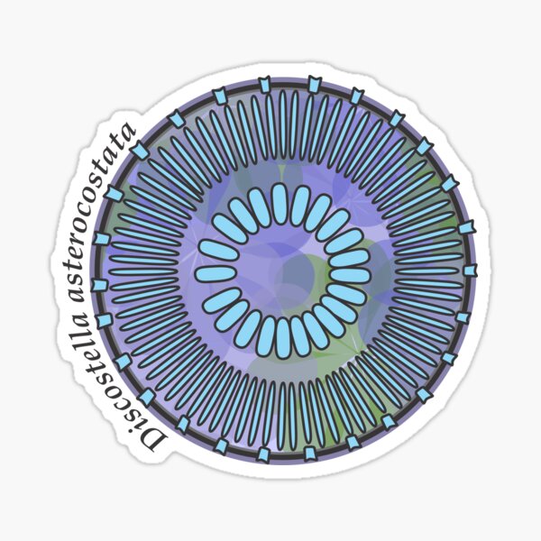 Diatom - Discostella asterocostata (scientific) Sticker