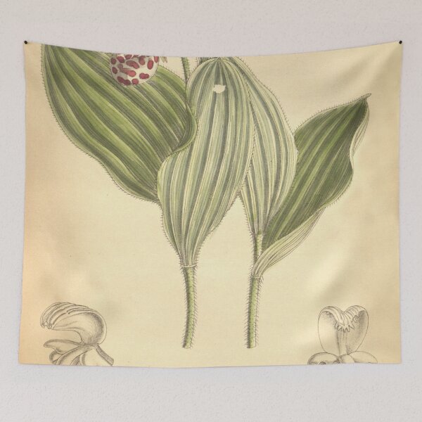 Item preview, Cypripedium guttatum designed and sold by EsotericBotanic.