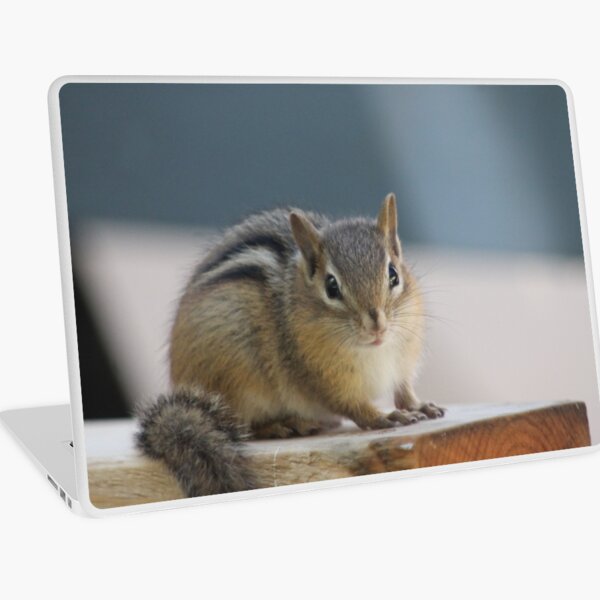 Aperçu de l'œuvre Chipmunk curieux créée et vendue par SariePhotograph.