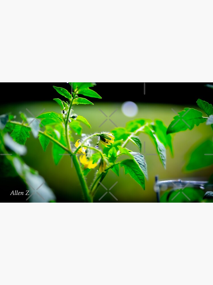 "Tomato Plant Flower with Morning Dew Drop" Poster for Sale by