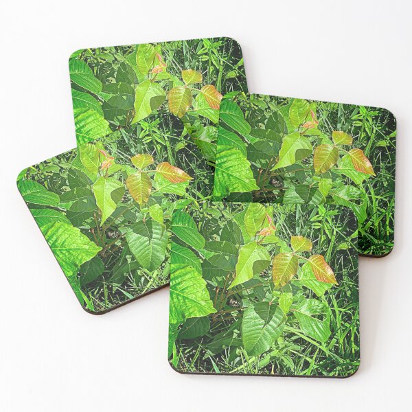 Item preview, Poison Ivy Plant designed and sold by Ladydi.