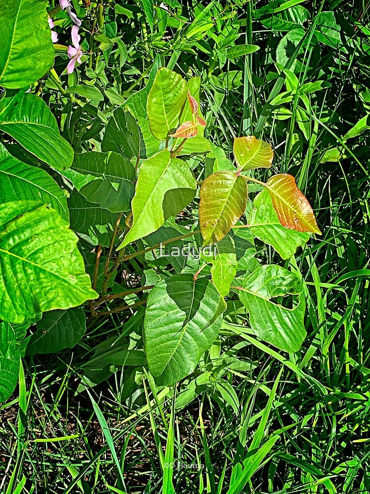 dibujo de la planta de hiedra venenosa