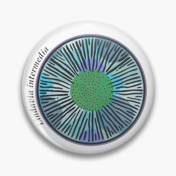 Item preview, Diatom - Lindavia intermedia (scientific) designed and sold by DiatomsATTACK.