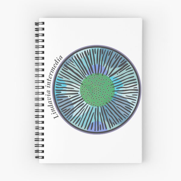 Item preview, Diatom - Lindavia intermedia (scientific) designed and sold by DiatomsATTACK.