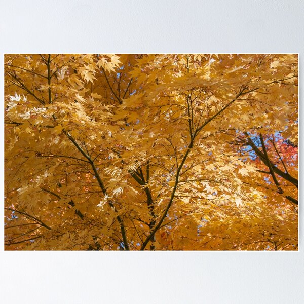 Item preview, Yellow tree in autumn designed and sold by EngineerGoC.