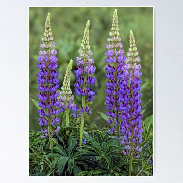 Item preview, Sundial - Wild Maine Lupine designed and sold by T.J. Martin.