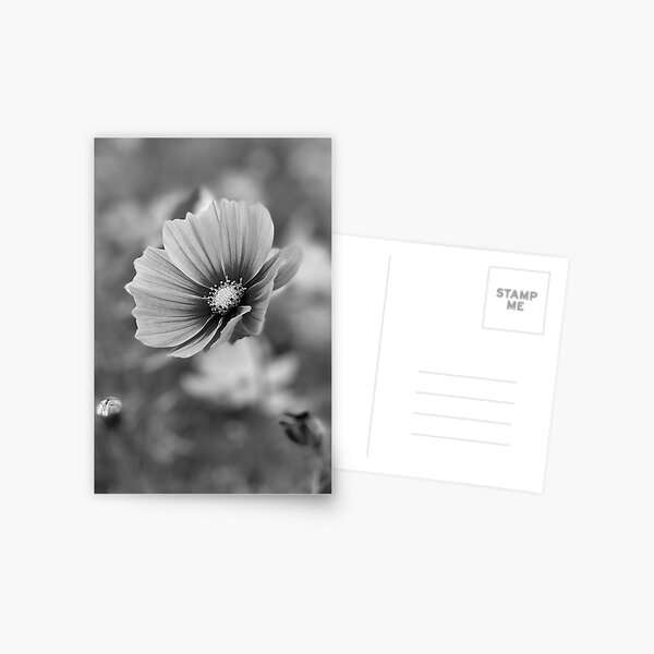 Cosmos Flower Photography in black and white Postcard