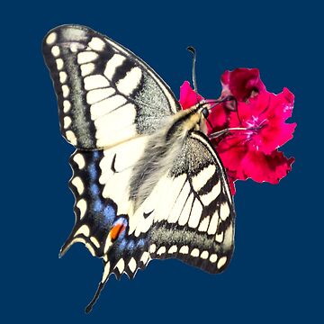 Vorschaubild zum Design Geschenkidee Schmetterling Schwalbenschwanz von Katja LebenFreude