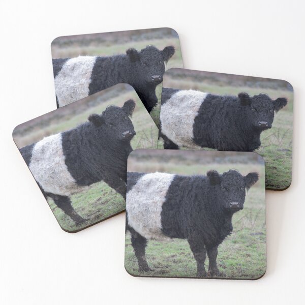 Item preview, Belted Galloway Cow designed and sold by derekbeattie.