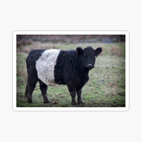 Item preview, Belted Galloway Cow designed and sold by derekbeattie.