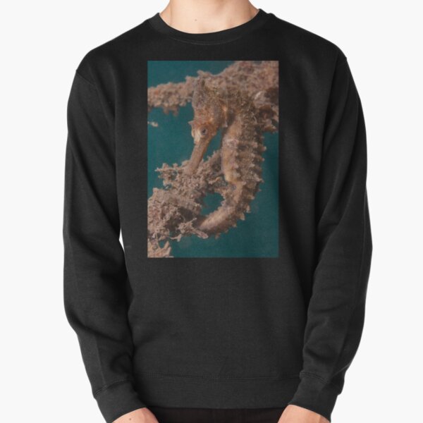 Sydney Seahorse, Chowder Bay, Sydney Harbour Pullover Sweatshirt