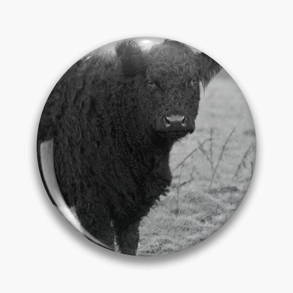 Item preview, Belted Galloway Cow Black and White designed and sold by derekbeattie.