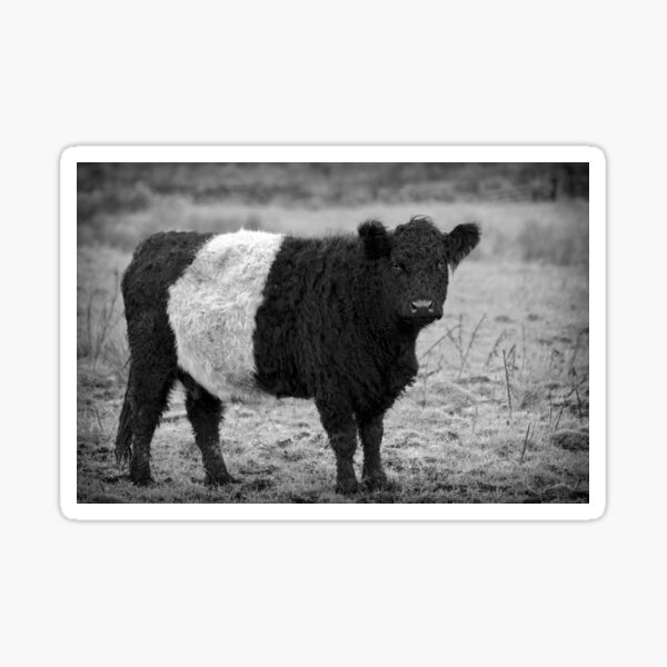 Item preview, Belted Galloway Cow Black and White designed and sold by derekbeattie.