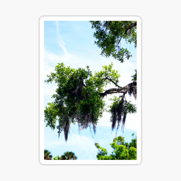 Item preview, Trees, Spanish Moss & Florida Sky  designed and sold by heatherfriedman.