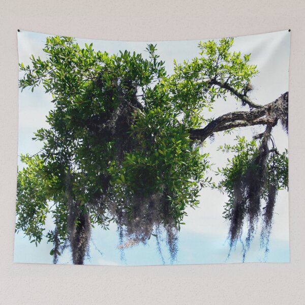 Item preview, Trees, Spanish Moss & Florida Sky  designed and sold by heatherfriedman.